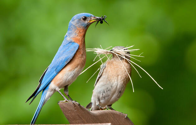 Birding 101 with Best Birding Practices