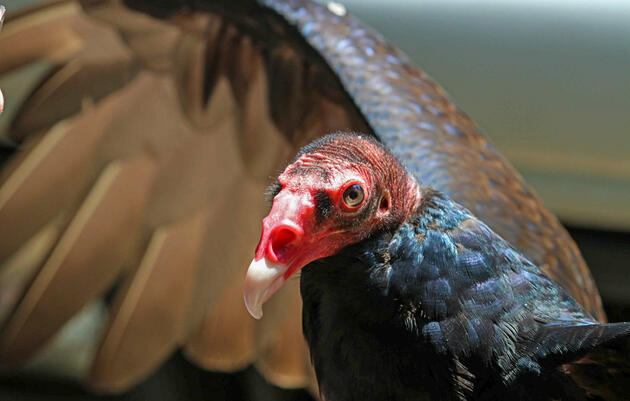 Meet the Misfits: Vultures