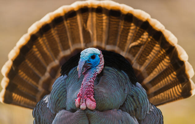 Turkey Trek