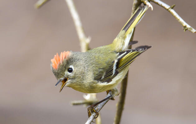 Thanksgiving Mindful Birding