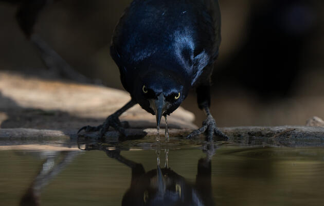 Meet the Misfits: Grackles