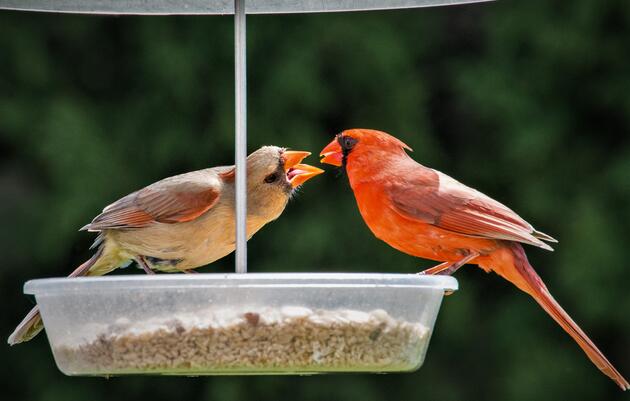 Project FeederWatch Sign-Up and Session