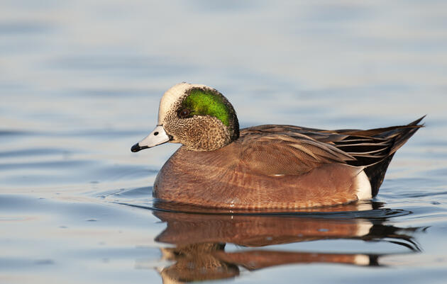 Dallas County Soarers Young Birders Club Field Trip