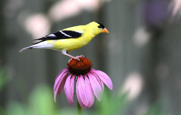 Let's Get Ready for Fall Migration