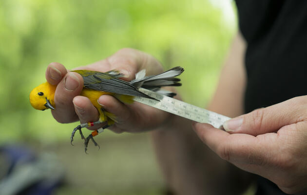 Bird Monitoring Programs 