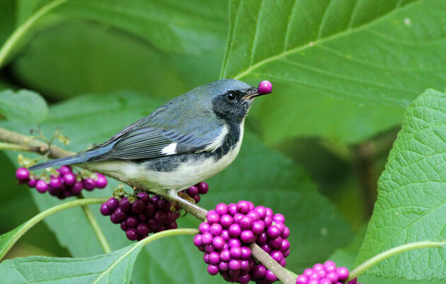 Plants for Backyard Birding