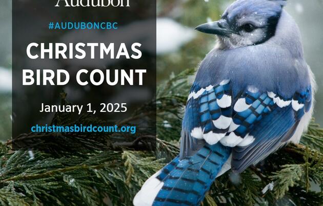 Christmas Bird Count