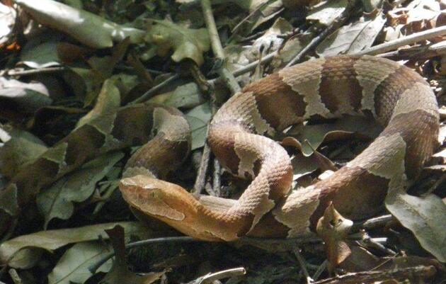 Hiking with Snakes