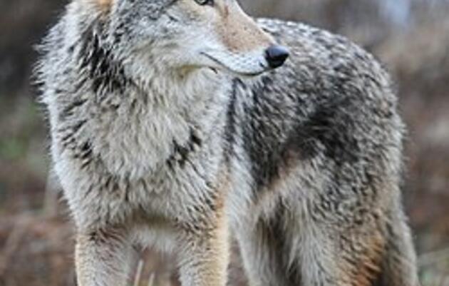 Wildlife in the City: Coyotes