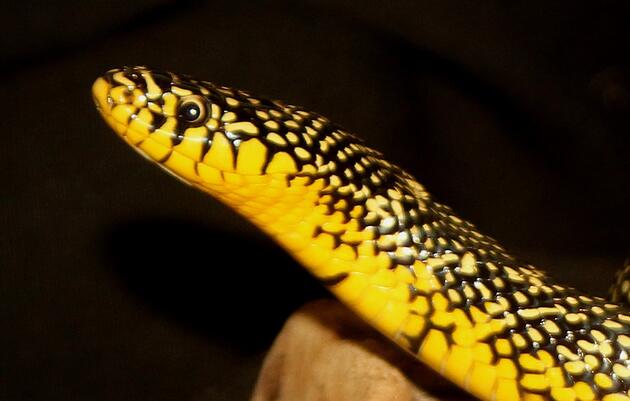 Reptiles of Dogwood Canyon Audubon Center