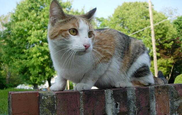 Outdoor Cats and Nature