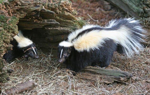 Wildlife in the City: Skunks