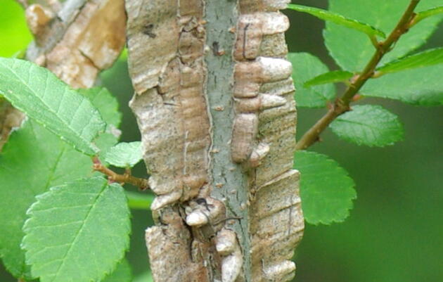 Clone of Guided Tree ID Walk