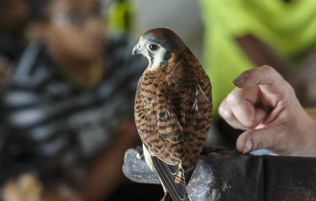 Eco Investigations with Live Bird of Prey Encounter