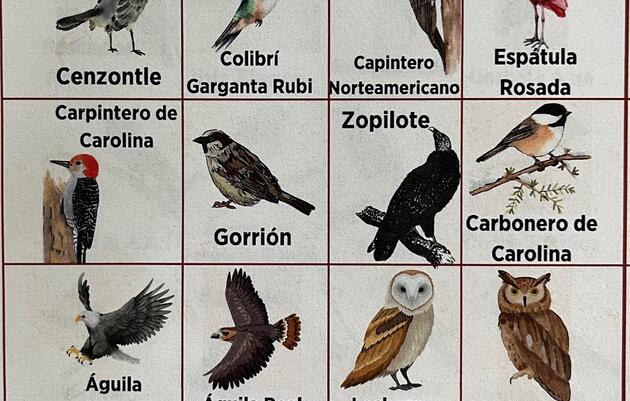 Bird Loteria