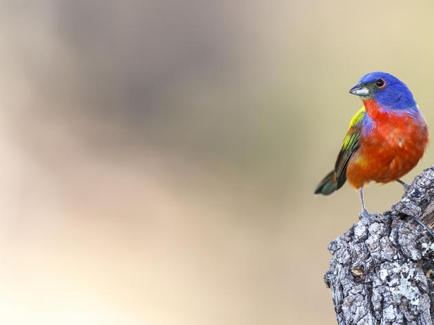 Priority Birds
