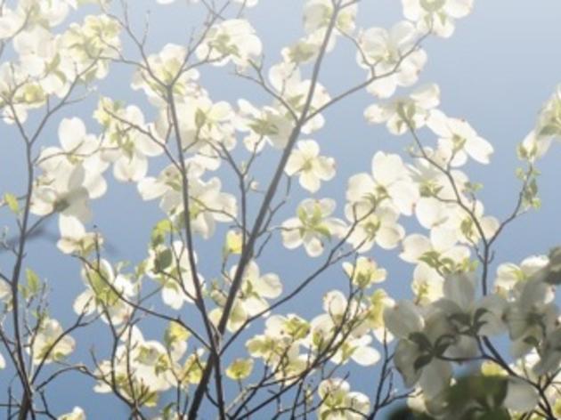 Dogwood Blooms Guided Hikes
