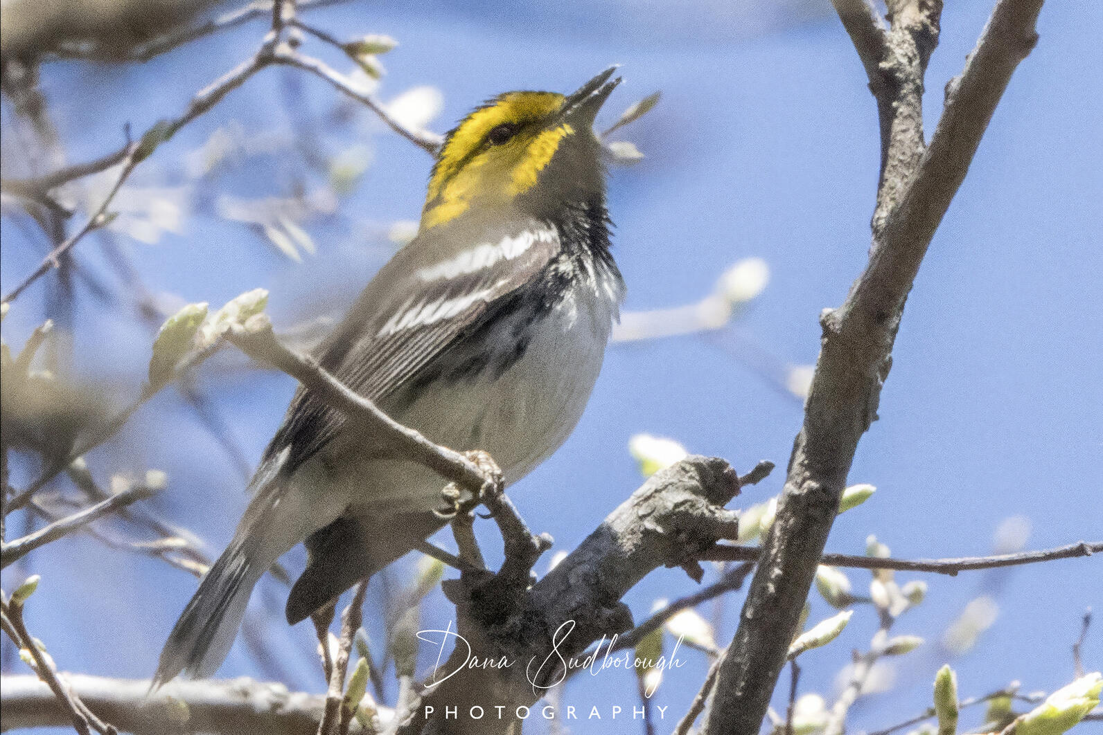 Golden-cheeked warbler