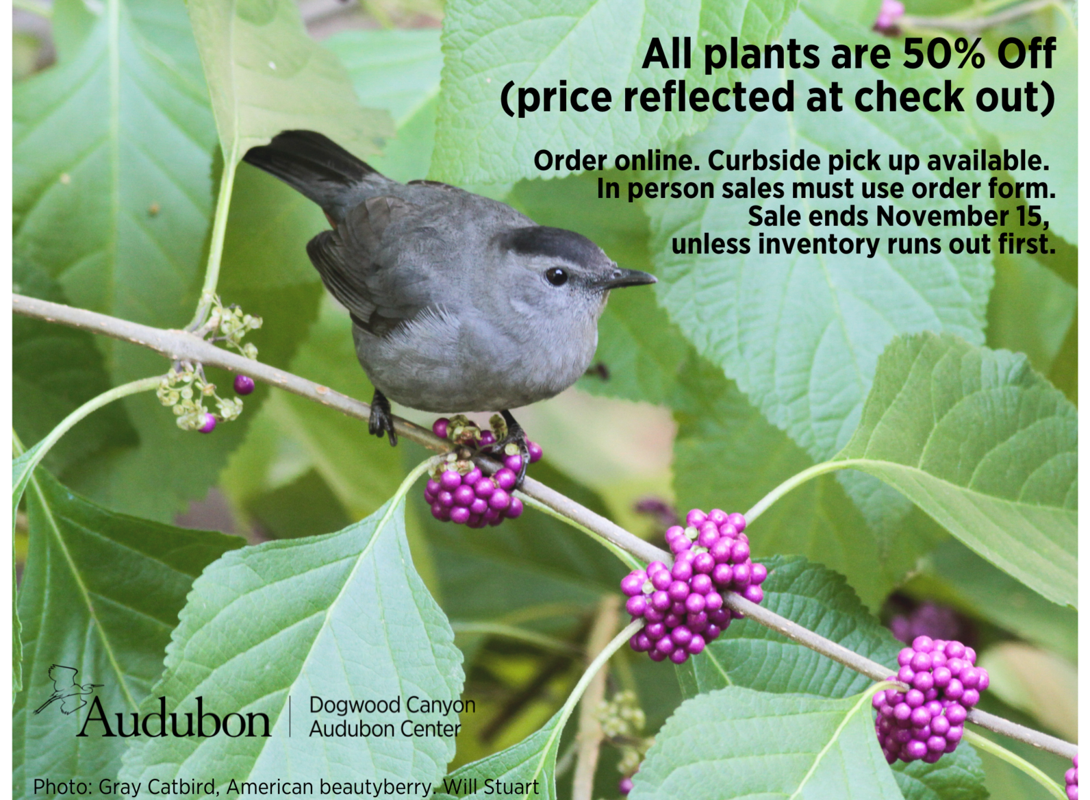 Gray catbird on beautyberry. Native Plant Sale 50% off. Coupon code: HALFOFF Gray catbird on beautyberry. Native Plant Sale 50% off. Coupon code: HALFOFF